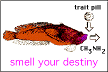 fish exuding smell